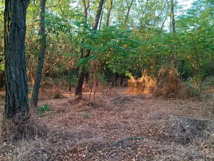 De vanzare teren intravilan cu padure – Potlogeni Vale, com. Crangurile, jud. Dambovita img 3